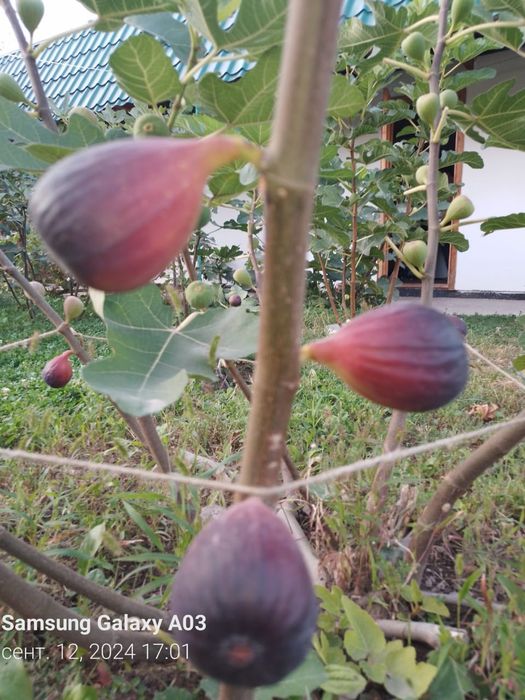 Черенки Абебейра, саженцы