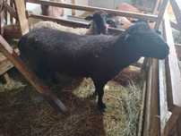 Berbec de 2 ani Negru de vanzare...are aproximativ 120kg
