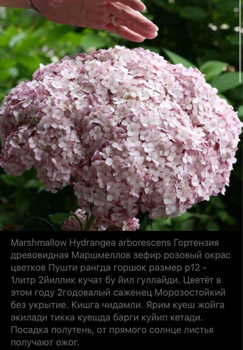 Гортензия маршмеллов древовидная розовая