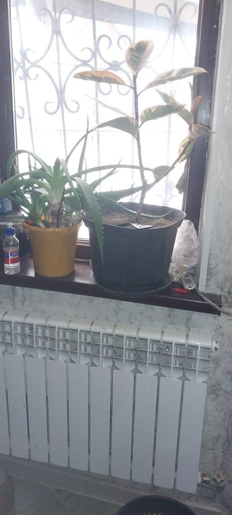 Разные виды цветов