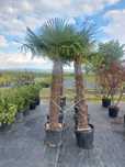 Palmieri Trachycarpus fortunei