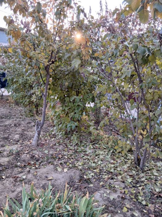 Смородина сотилади Smarodina Sotiladi