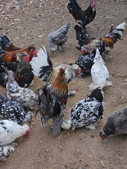 Куры несушки породы Леггорн Изабелла и  цыплята 6 мес. Бентамки