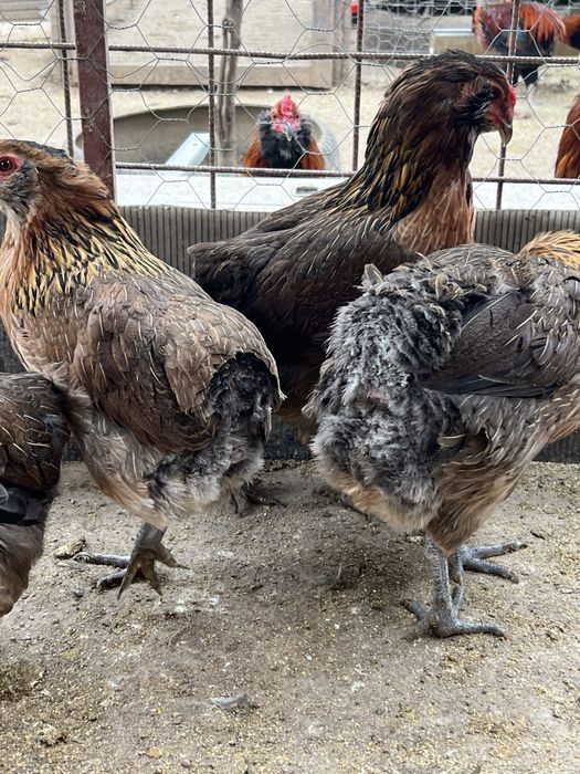 Oua araucana australorp plymouth