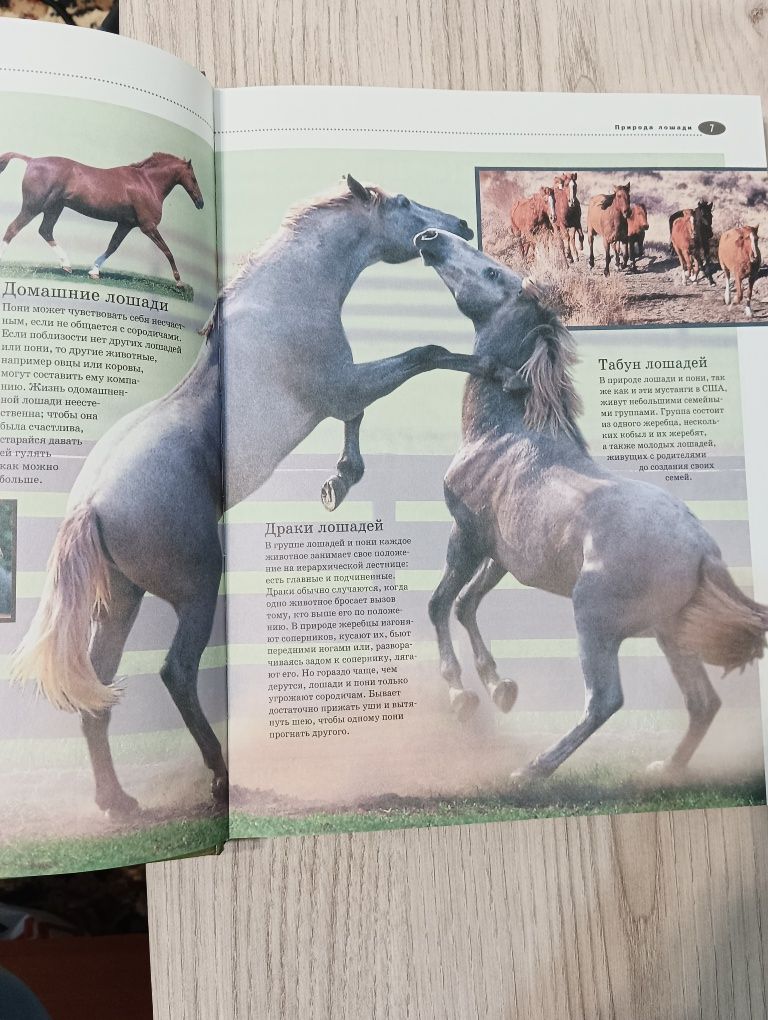 Энциклопедия по лошадям