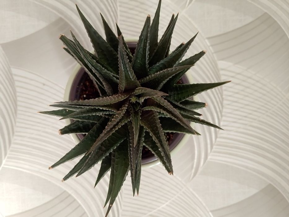 Цветок "Хавортия"