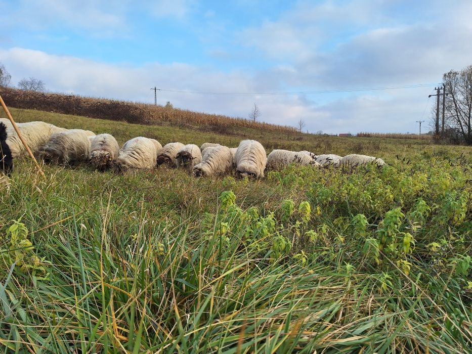Vand oi rasa turcana