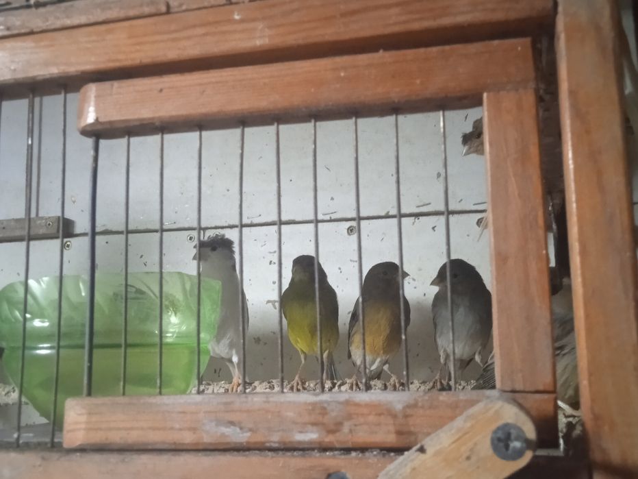 Продаются канарейки