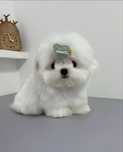 Bichon Maltez Mini Toy