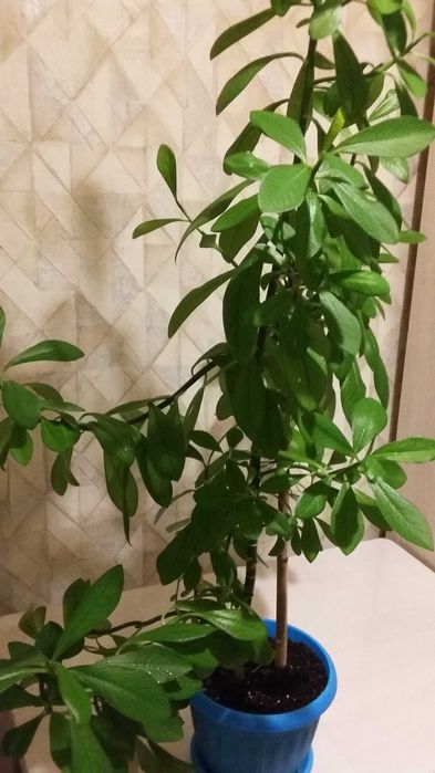 Продаю комнатное растение деревце молочай синадеум