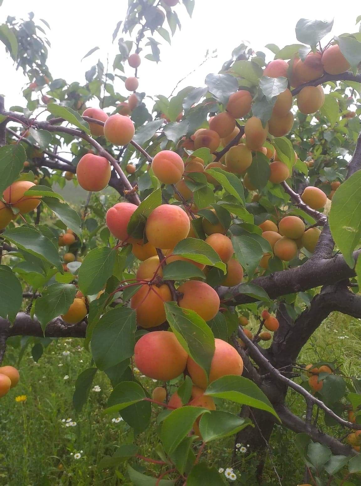 Pepiniera pomi fructiferi altoiti certificati