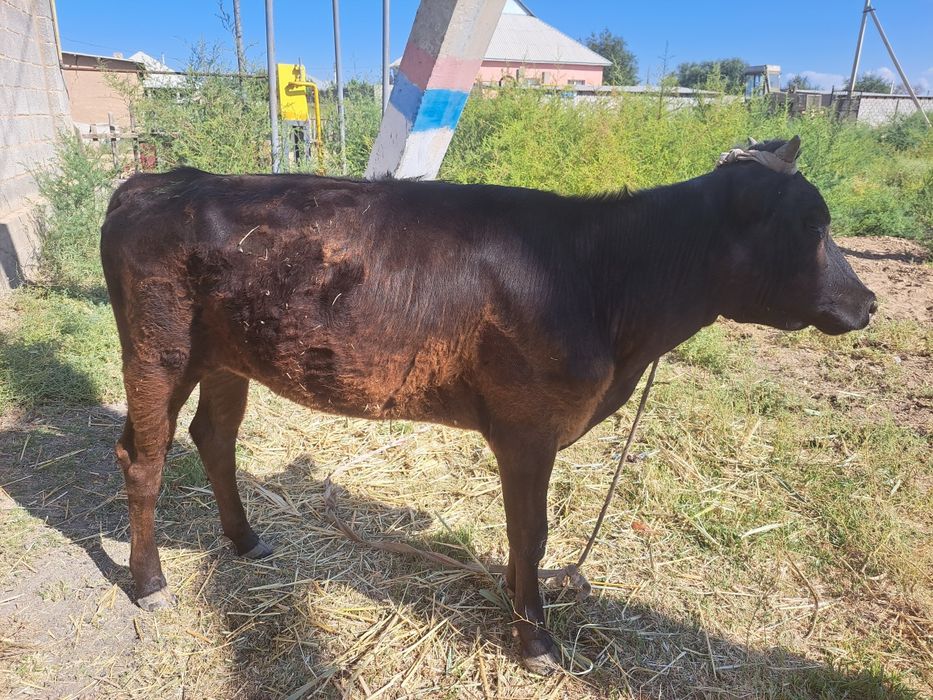 Буаз қашарларымыз сатылады!!