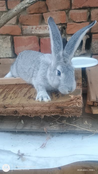 Пордавам зайци ваксинирани