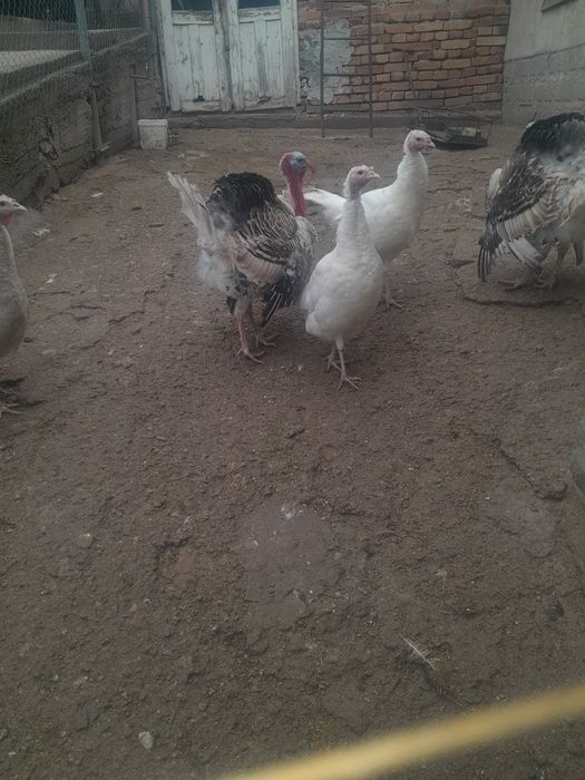 Праодавам Домашни пуйки