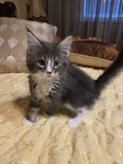 Мейн куун котета