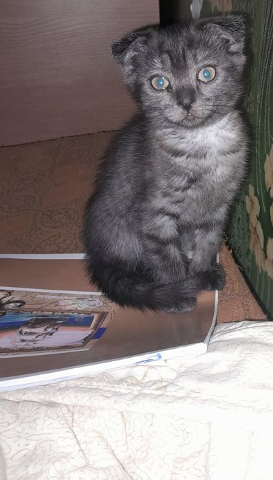 Кошечка ищет дом