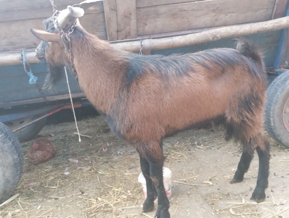 Vând țap original alpin francez
