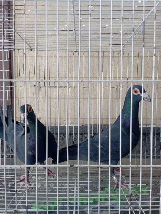 Продам пару черных драконов