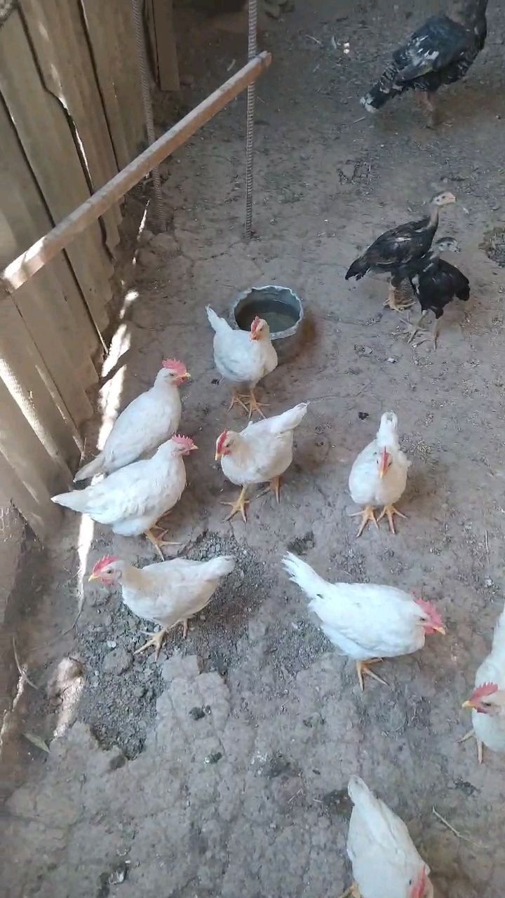 Tovuq , xoʻroz , zotli dajanlar.