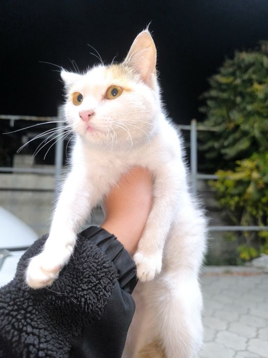 Отдам котенка бесплатно