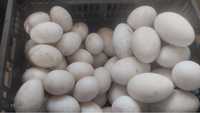 Продам яйца инкубационные
