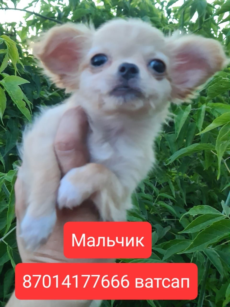 Продам щенков чихуахуа