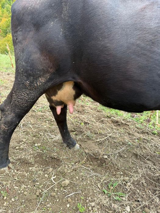 Vand vaca de lapte