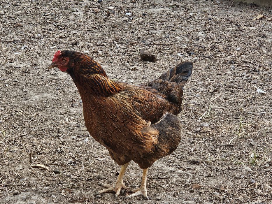 Хан хаяп тову ва хурози