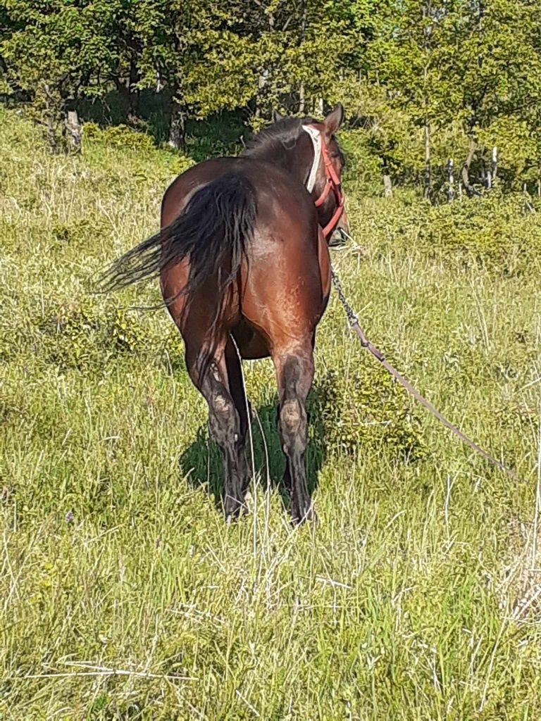 Cal castrat de vânzare.