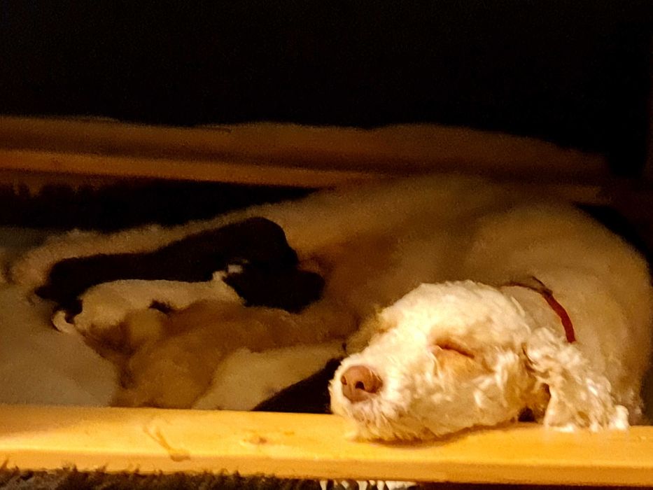 Лагото Романьоло - The Best breed ever