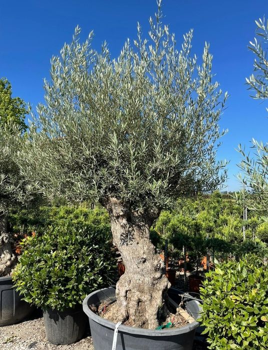 Măslini seculari transportul este gratuit
*avem toate dimensiunile.
*p