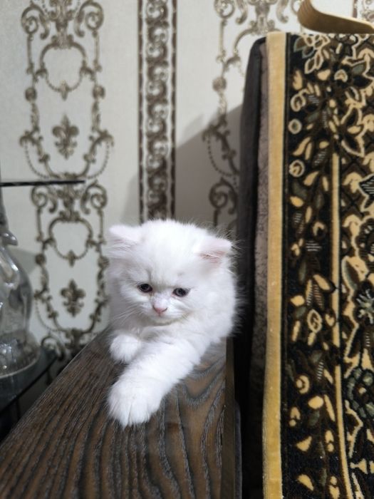 Готовятся приобрести новую семью очаровательные котята Скотиш Фолд