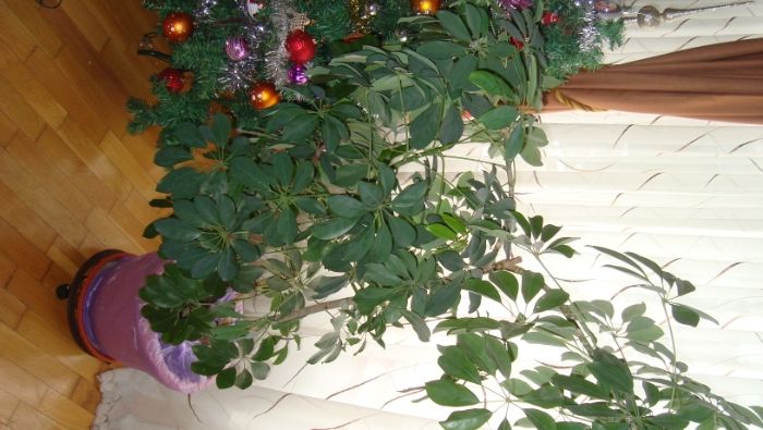 FLORI ornament in ghivece pentru casa si birouri