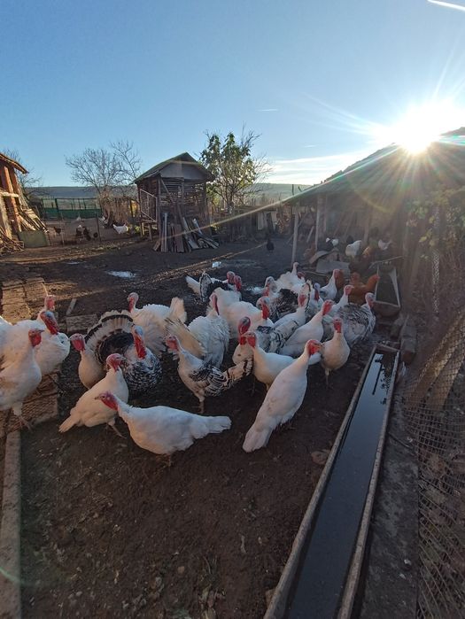 Продавам пуйки в с.Гиген, обл.Плевен.