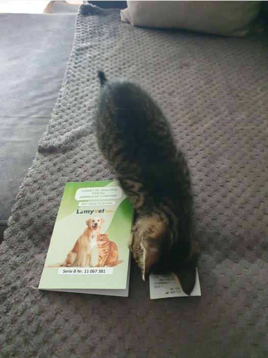 Adoptie pisicuta 7 luni, sterilizata, vaccinta, carnet de sanatate