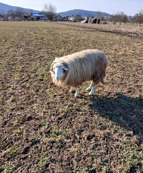 Vand berbec de 2 ani