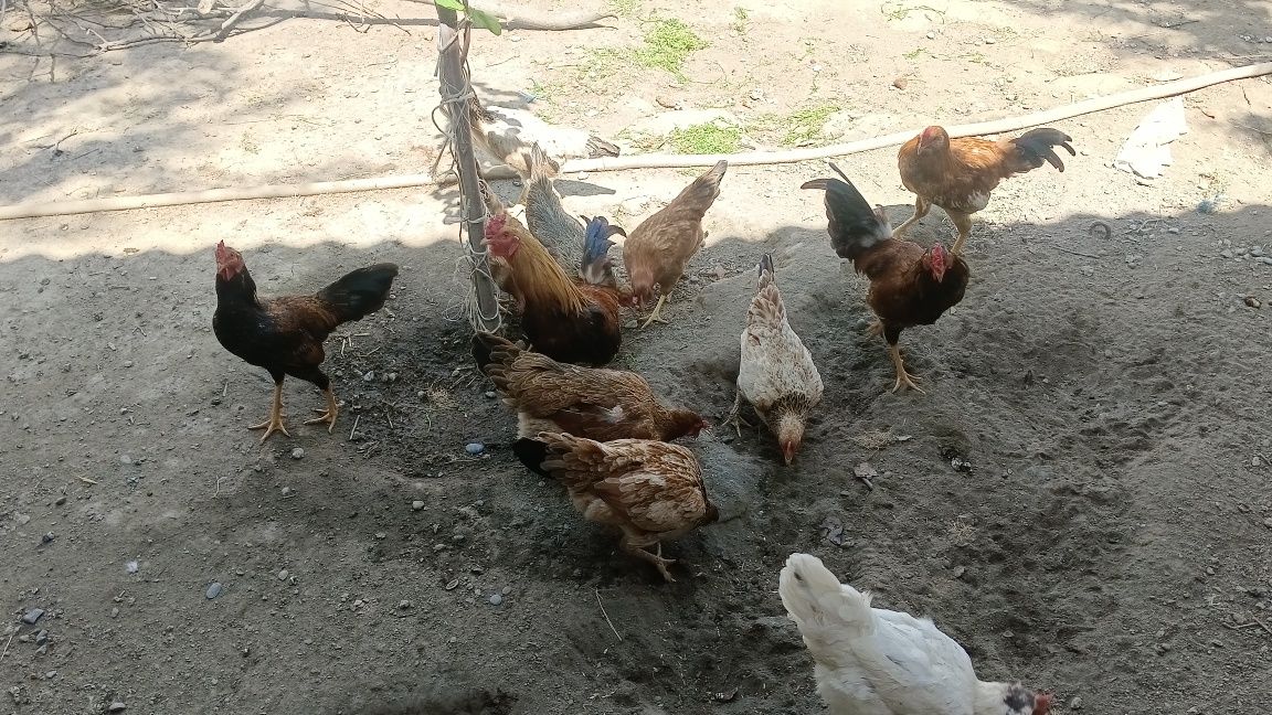 Domashni tovuqlar