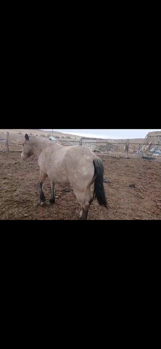 Жуас Семіз буаз бие сатылады