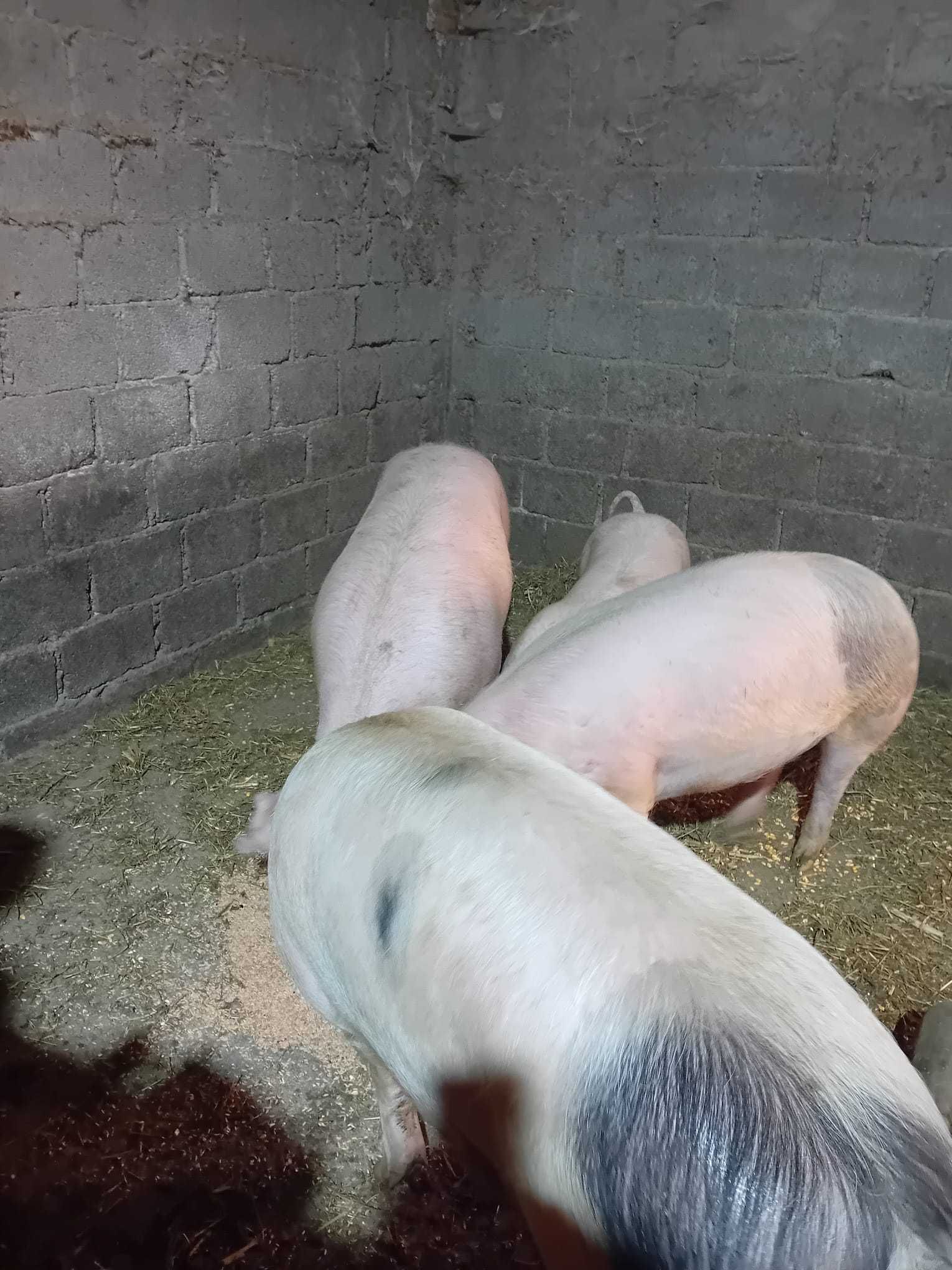 Vând țapi alpin (cu pedigree) și alte animale.