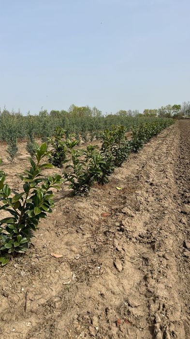 Tuia și diferite specii de plante