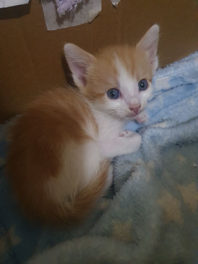СПЕШНО!!! Малки Котенца на 2м