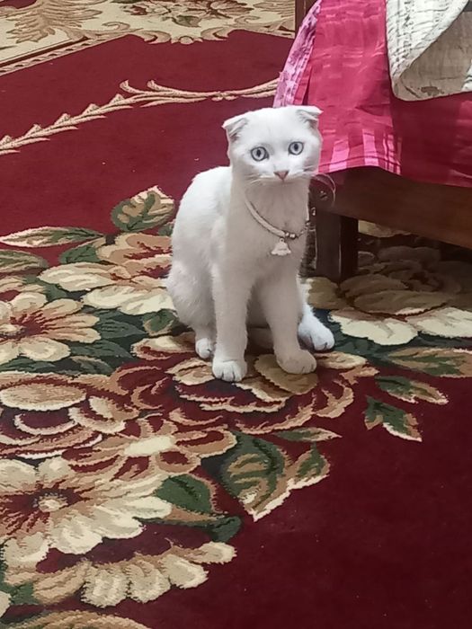 скотч мушук белий чистий