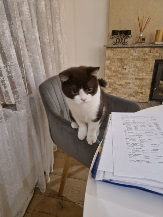 British Bicolor 5 luni