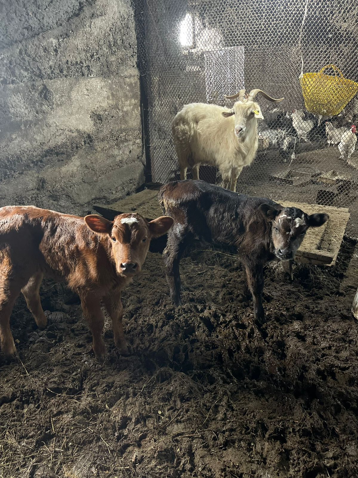 Продаю телят новорождённых от доиных коров