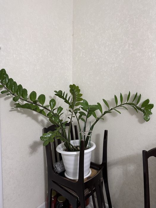 Огромный комнатный цветок