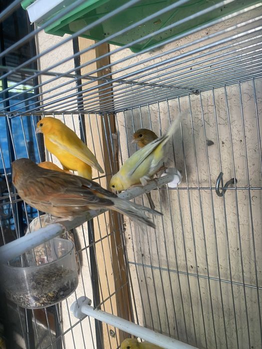 Qushlar sotiladi kanareyka канарейка