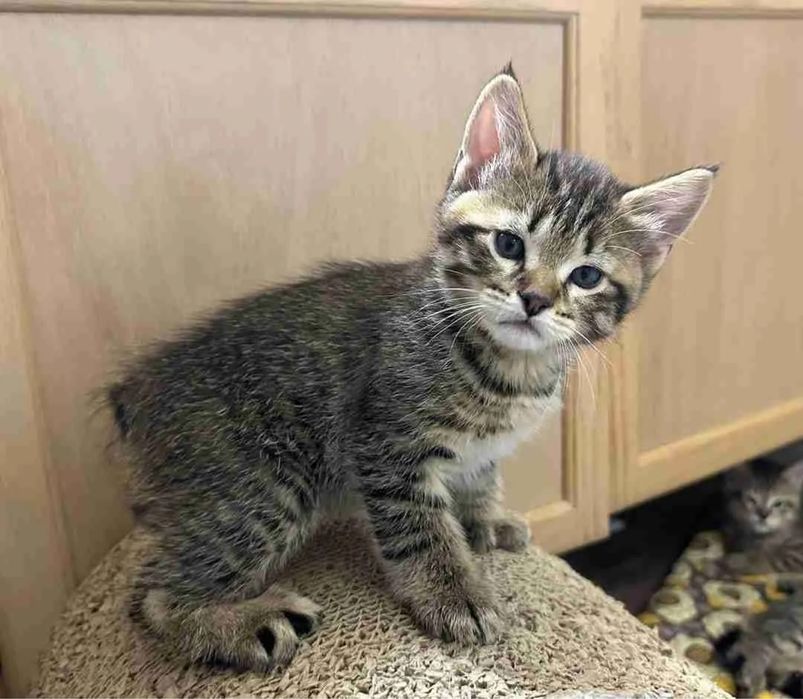 Pui american shorthair