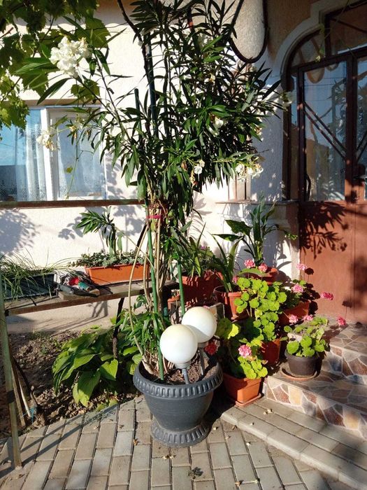 Leandru în ghiveci – plantă mare