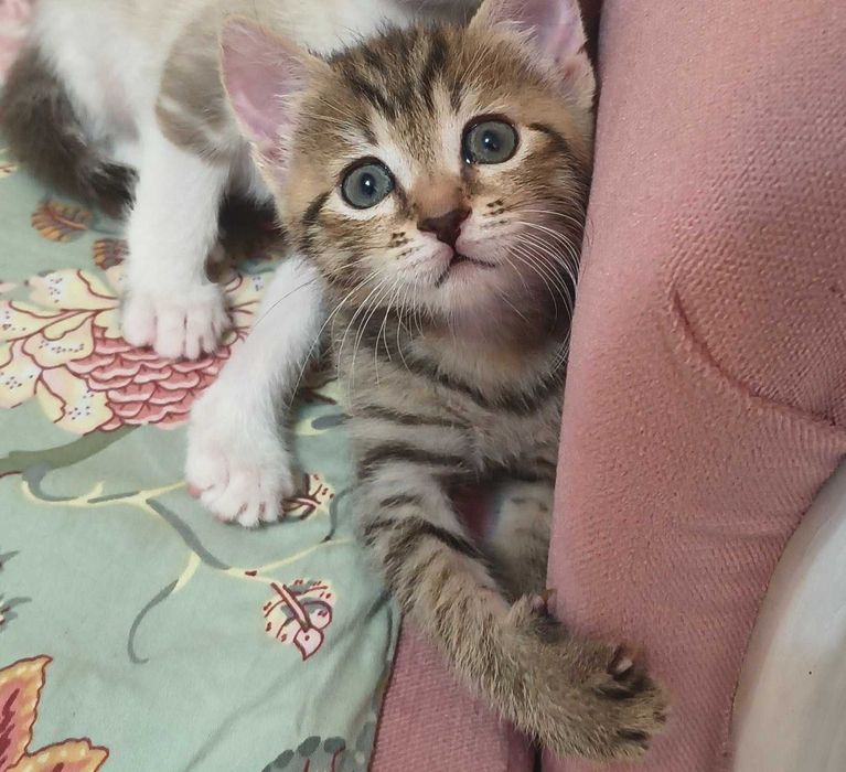 Ofer spre adoptie, pui pisica superba!