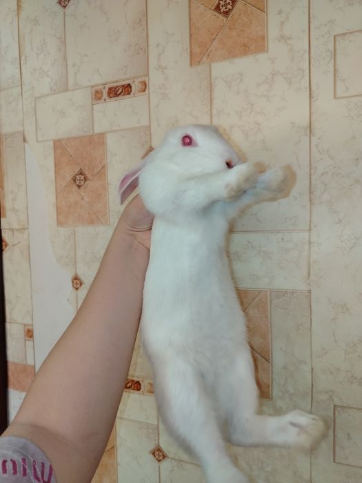 Продаются кролики